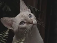Burma-Katze