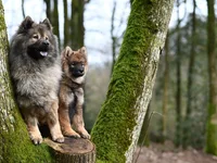 Altdeutscher Schäferhund