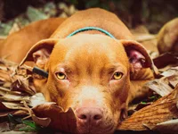 Pitbull