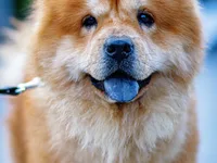 Chow Chow