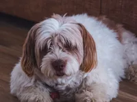 Bichon Havanês