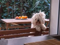 Bichon Maltês