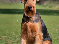 Airedale Terrier