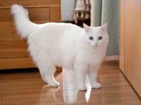 Céleste