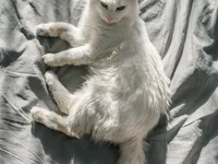 Türkisch Angora