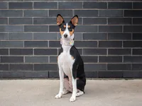 Basenji