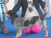 Basset Azul da Gasconha