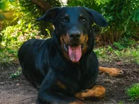 Beauceron