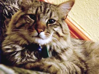 American Bobtail