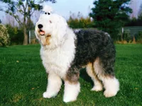 Bobtail