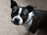 Boston Terrier