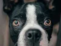 Boston terrier