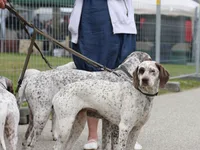 Bourbonnais Pointer