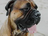 Bullmastiff