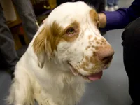 Clumber Spaniel