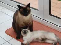 Siamês