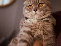 Scottish Fold