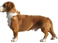 Basset da Vestfália