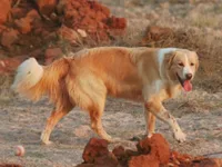 Atlas Shepherd Dog