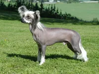 Chinese Crested Dog