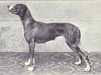 Antigo cão de aponte dinamarquês