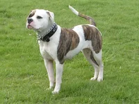 American Bulldog
