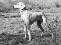 Billy