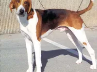 American Foxhound