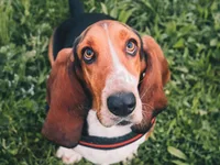 Basset Hound