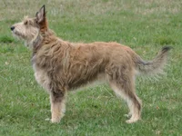 Berger de Picardie