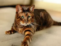 Toyger