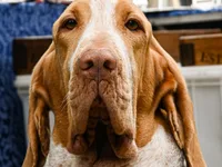 Bloodhound