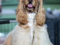 American Cocker Spaniel