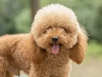 Caniche