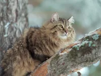 Siberiano