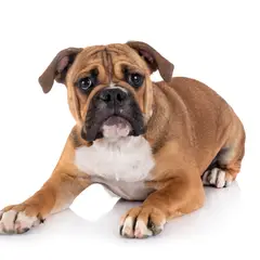 Continental Bulldog - Foto 6