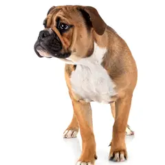 Continental Bulldog - Foto 7