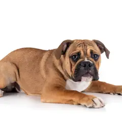 Continental Bulldog - Foto 8