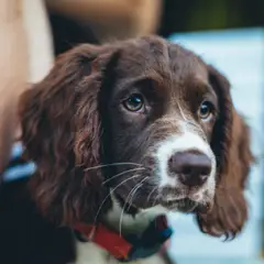 Bretagne-Spaniel - Foto 7