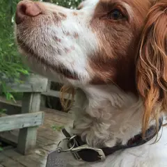 Bretagne-Spaniel - Foto 8