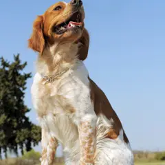 Bretagne-Spaniel - Foto 9