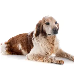 Bretagne-Spaniel - Foto 10
