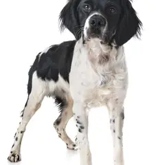 Bretagne-Spaniel - Foto 11