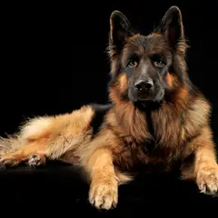Altdeutscher Schäferhund - Photo 8