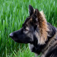 Altdeutscher Schäferhund - Photo 9