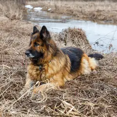 Altdeutscher Schäferhund - Photo 10