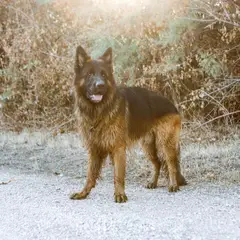 Altdeutscher Schäferhund - Photo 11