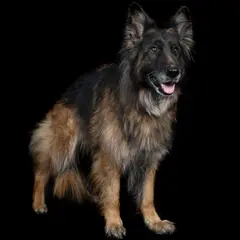 Altdeutscher Schäferhund - Photo 12