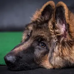 Altdeutscher Schäferhund - Photo 13