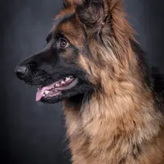 Altdeutscher Schäferhund - Photo 14